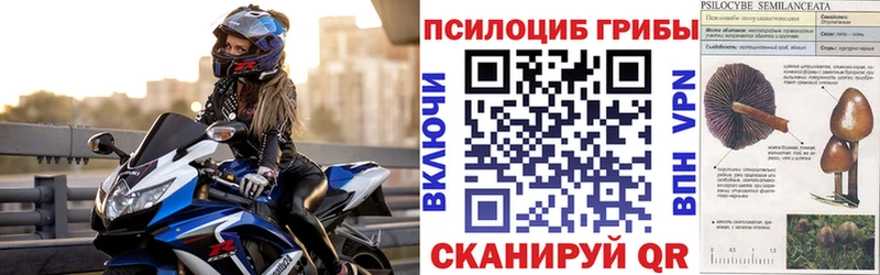 Галлюциногенные грибы Psilocybe хочу Сорск