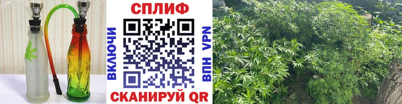 Шишки марихуана сатива  как найти   Сорск 
